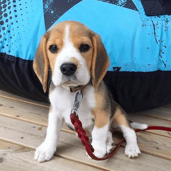 how much do beagles cost Top 7 Facts about a Beagle dog