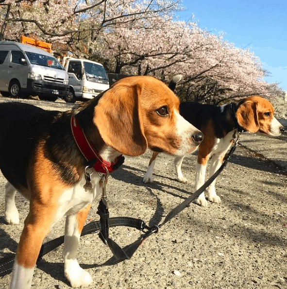  how much do beagles cost