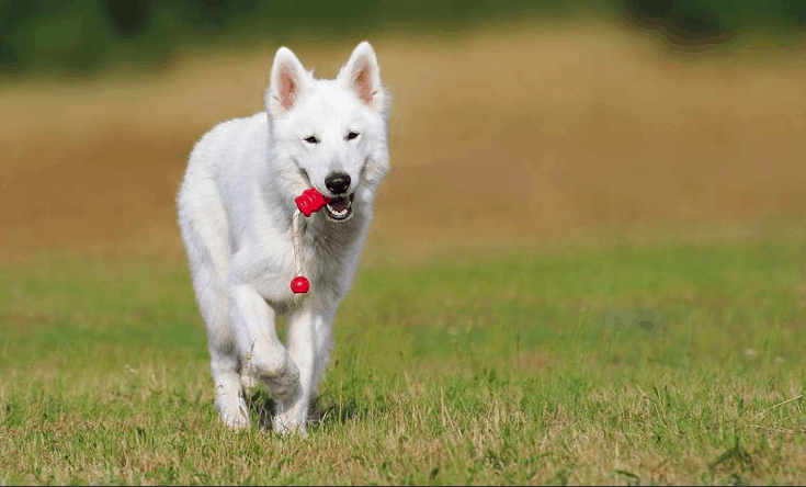 white wolf german shepherd