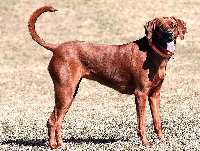 coonhound