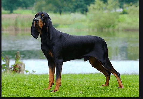 Black and Tan Coonhound