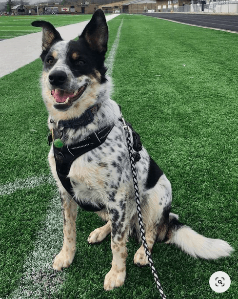 Top 10 Facts You Need To Know About The Texas Heeler Dog Breed