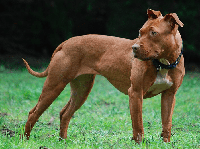 世界で最も危険な犬のトップ24 写真付き