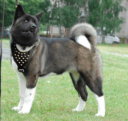 most dangerous dog in china - Akita