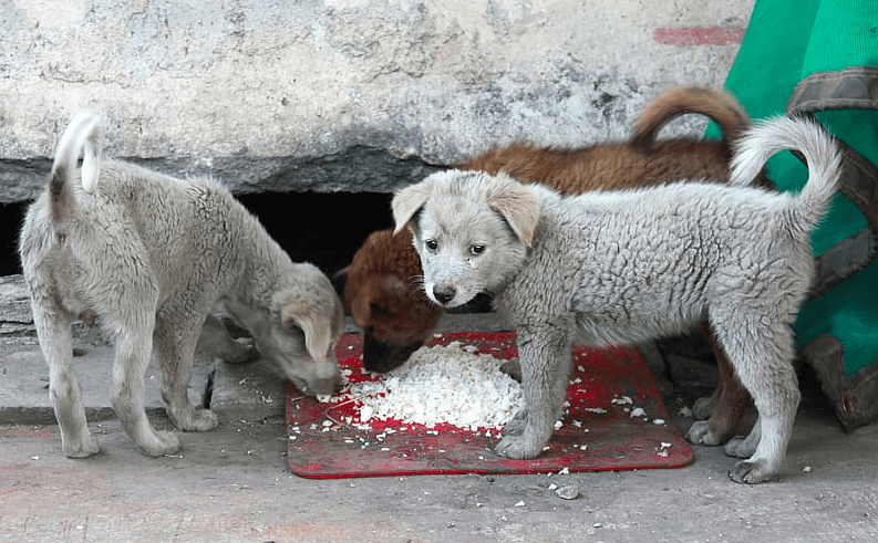 犬はご飯を食べられますか 上 6 あなたの犬に米を与えることについての事実