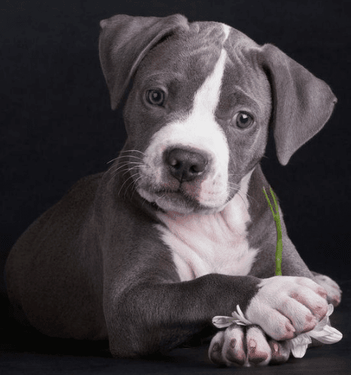 8 Things You Need To Know About The Blue Nose Pitbull Puppies