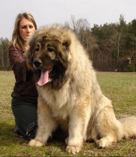 Caucasian Ovcharka and Caucasian Shepherd - most dangerous dogs in the world