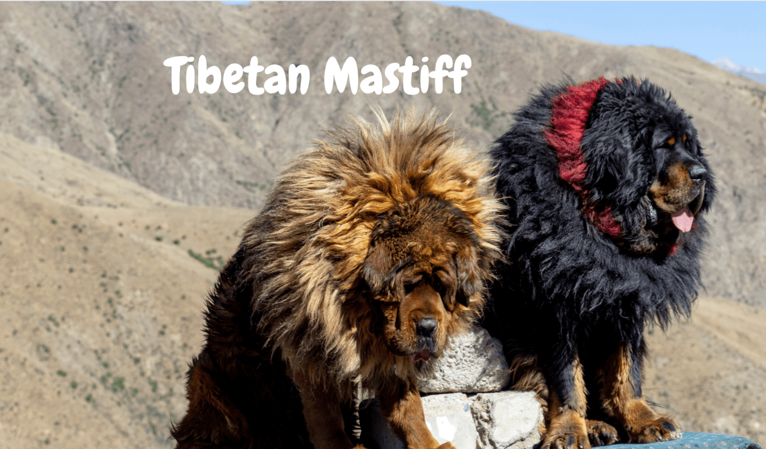 Top 25 Most Dangerous Dogs in the World with Photos