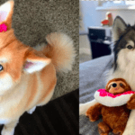 12 things about the Husky and Pomeranian mix (pomskies)