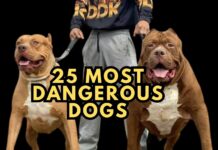 Top 25 Most Dangerous Dogs in the World with Photos 25 Most Dangerous Dogs in the World with Photos