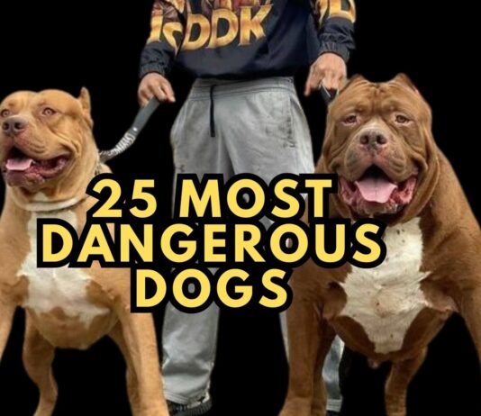 Top 25 Most Dangerous Dogs in the World with Photos 25 Most Dangerous Dogs in the World with Photos