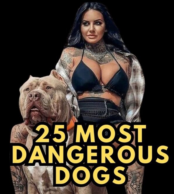 फोटोंसह जगातील टॉप 25 सर्वात धोकादायक कुत्रे