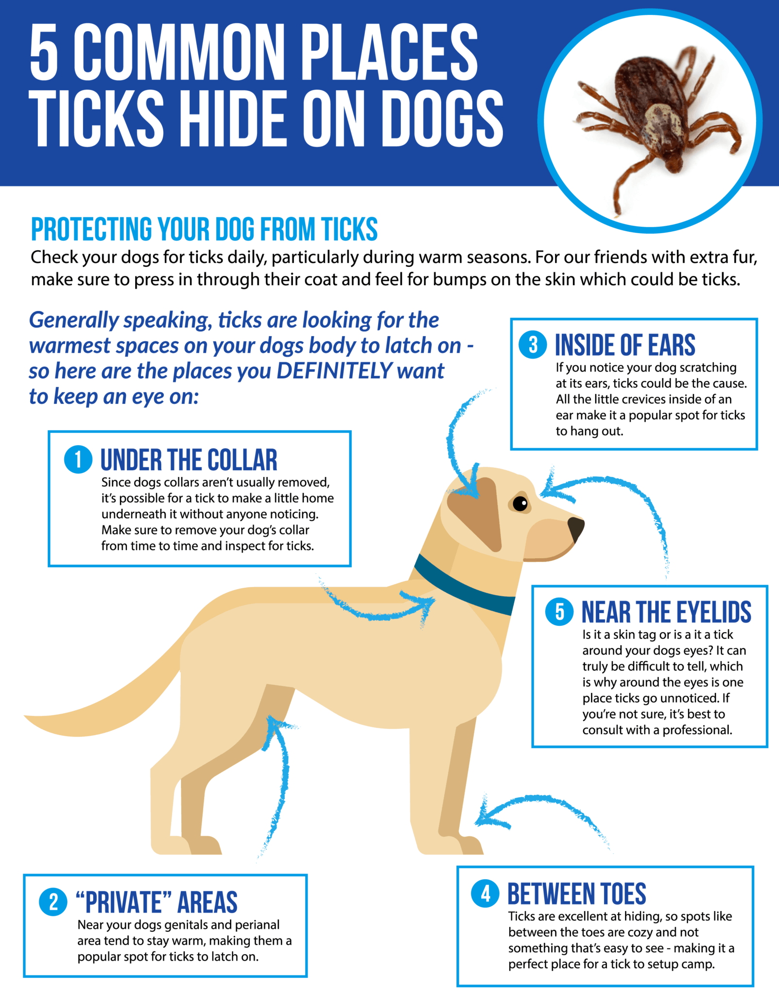 7 shocking facts about Tick Bites on Dogs (Cause, Treatment + Prevention)