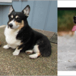 Top 10 Interesting facts about the Auggie Dog (Health problems + Cost)