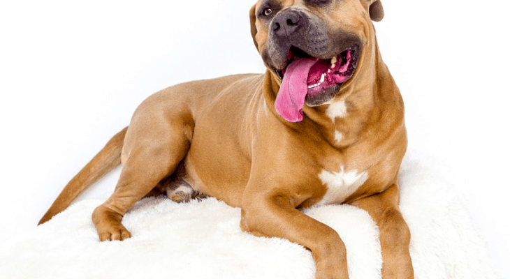 上 100 犬のための最高のタフな名前 男性と女性