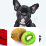 Can Dogs Eat Kiwi Fruit? - 7 shocking facts you need to know