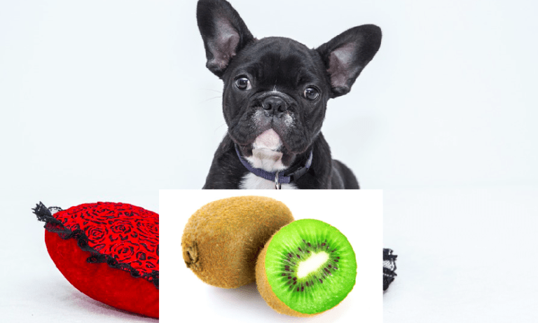 Can Dogs Eat Kiwi Fruit? - 10 shocking facts you need to know