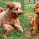 Top 100 best golden doodle names for male and female dogs 2021