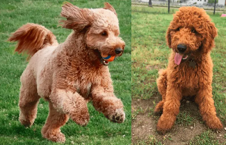 Top 100 best golden doodle names for male and female dogs 2021