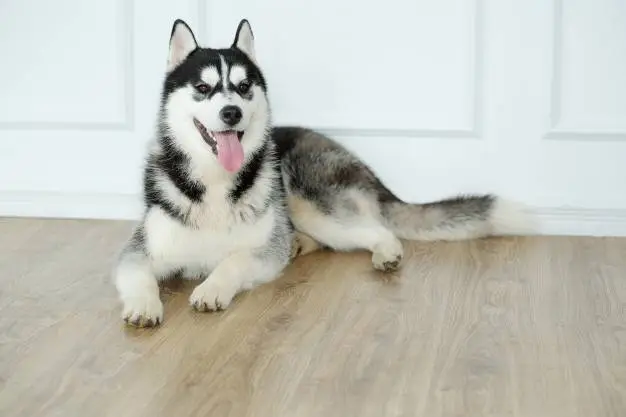 Top 10 facts about finding the perfect dog names for huskies