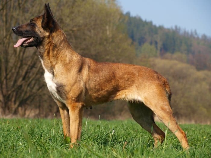 I-Belgian Malinois