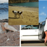 Woman rescues a lonely stray dog she had found on a beach