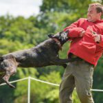 Top 20 Most Aggressive Dog Breeds in world today