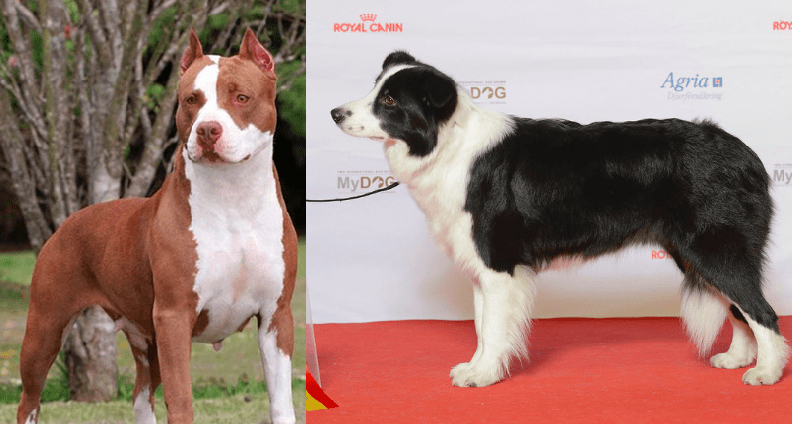Top 15 interesting facts about The Pit Bull Border Collie Mix Dog