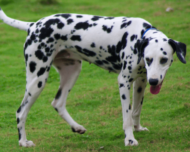 dalmatian dog breed