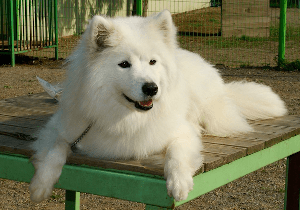 Samoyed Dog Breed