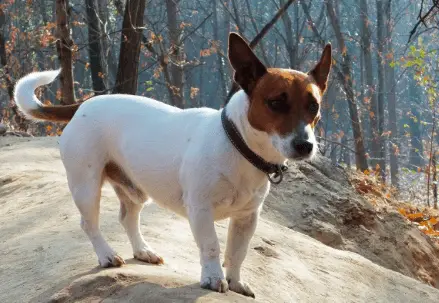 jack russell + chihuahua (jack chi).
