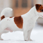 Top 18 Jack Russell Terrier Mixes - Best puppy for your home