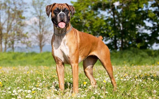 boxer is one of the most aggressive dogs