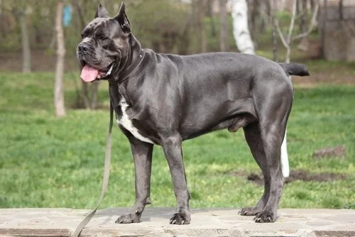 Cane Corso is one of the most aggressive dogs