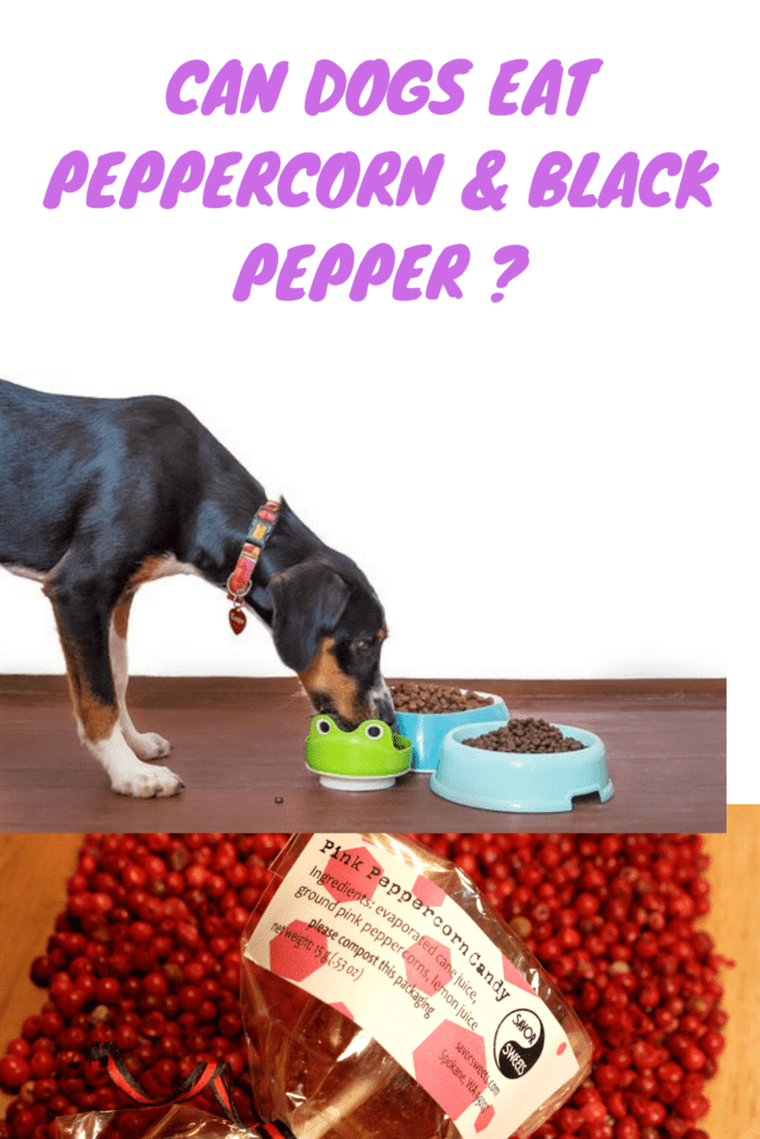 Can Dogs Eat Peppercorn? 3 Things You Need To Know About Black Pepper