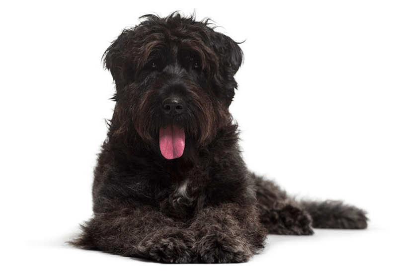 Bouvier des Flandres dog breed