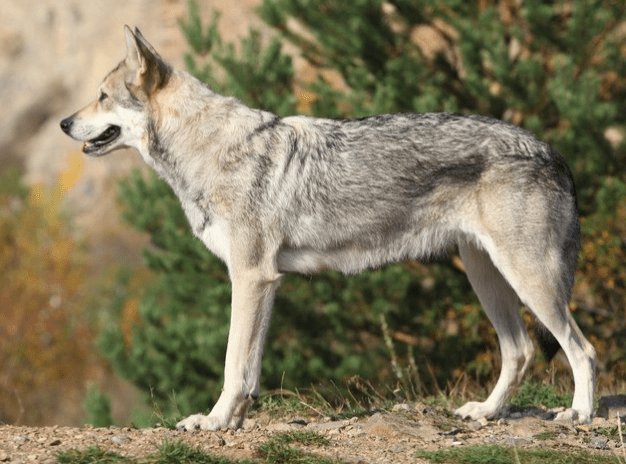 The Black wolf dog hybrid - 10 Dog Breeds That Looks Like Wolves