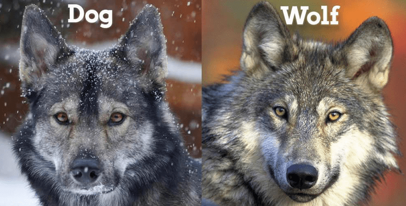 The Black wolf dog hybrid - 10 Dog Breeds That Looks Like Wolves