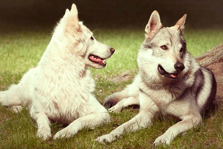 L Hybride De Chien Loup Noir 10 Races De Chiens Qui Ressemblent A Des Loups