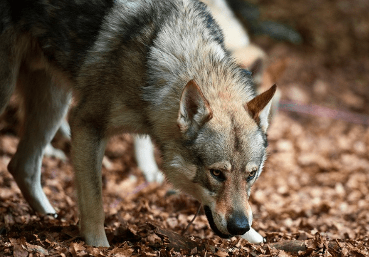 ブラックウルフドッグハイブリッド 10 オオカミのように見える犬の品種