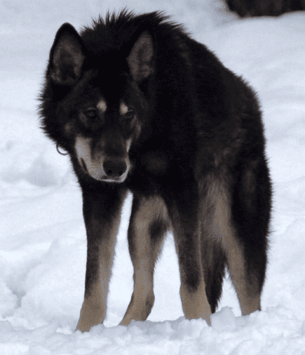 chinese black wolf dog