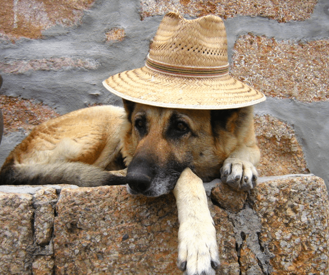 スペイン語で犬を言う10の方法 スペイン語で犬の名前