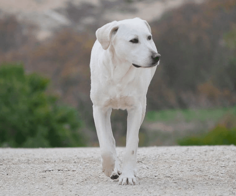 10 スペイン語で犬を言う方法 スペイン語の犬の名前