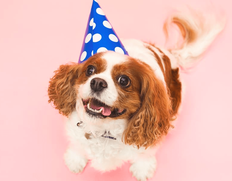 10-ways-to-say-dog-in-spanish-names-for-dogs-in-spanish