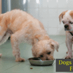 why does my dog steal my other dogs food?