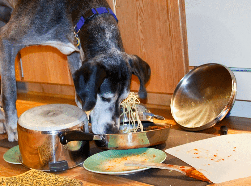 why does my dog steal my other dogs food? 10 Tips to stop it