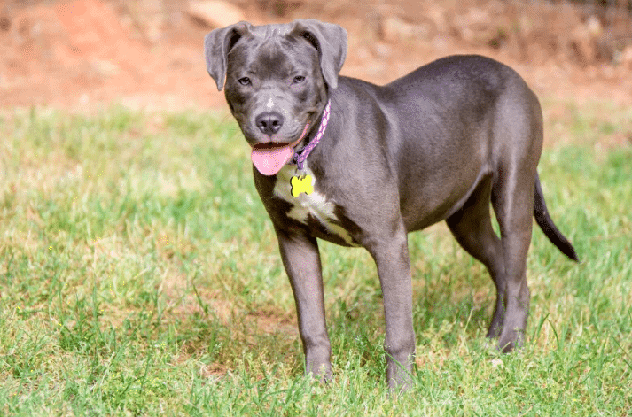 Are Labs More Aggressive Than Pit Bulls 10 Facts About Labrabull