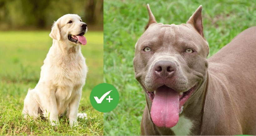 Can a lab beat a pitbull