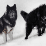 Top 10 dog breeds that looks like wolves