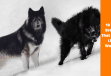 The Black wolf dog hybrid – 10 Dog Breeds That Looks Like Wolves Top 10 dog breeds that looks like wolves